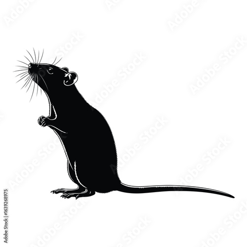 Black silhouette of a rat standing on its hind legs on white