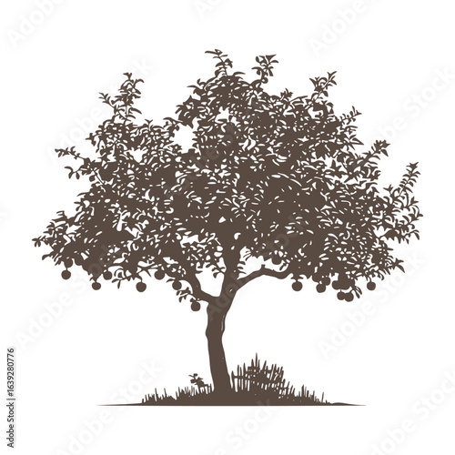 Mature apple fruit tree silhouette vector.