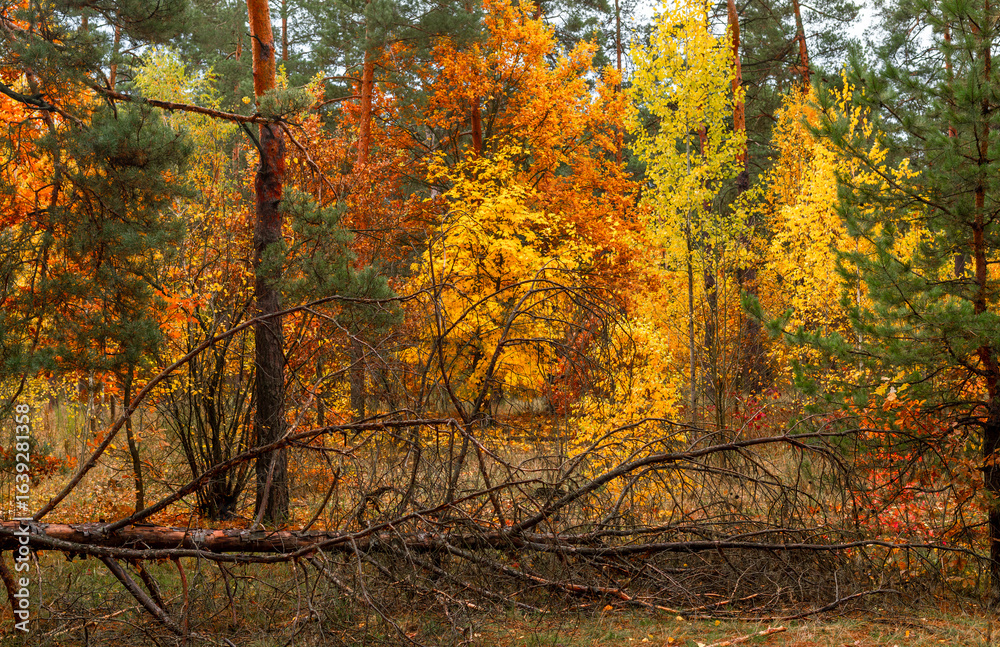 Obraz premium Autumn forest. Fallen leaves rustle underfoot. Autumn colors attract the eye. A pleasant walk in nature.