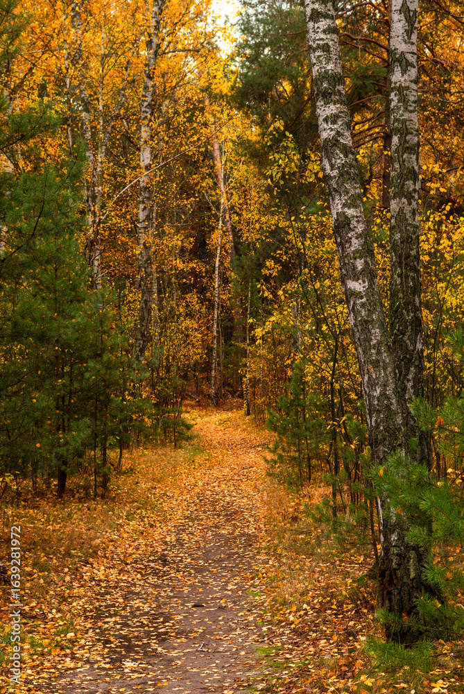Fototapeta premium Autumn forest. Fallen leaves rustle underfoot. Autumn colors attract the eye. A pleasant walk in nature.