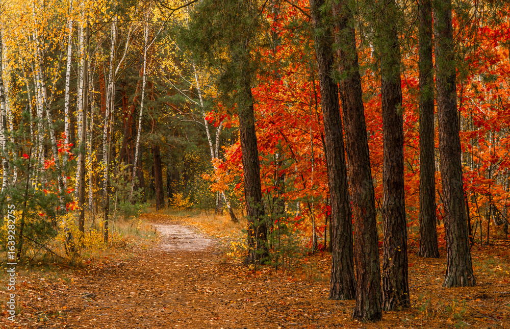 Obraz premium Autumn forest. Fallen leaves rustle underfoot. Autumn colors attract the eye. A pleasant walk in nature.