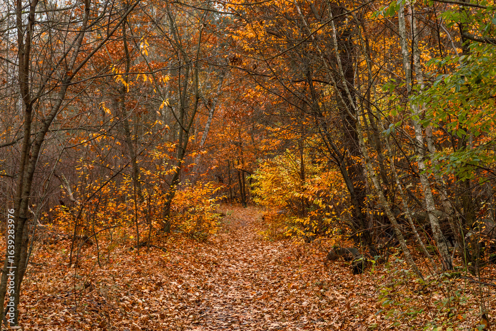 Fototapeta premium Autumn forest. Fallen leaves rustle underfoot. Autumn colors attract the eye. A pleasant walk in nature.