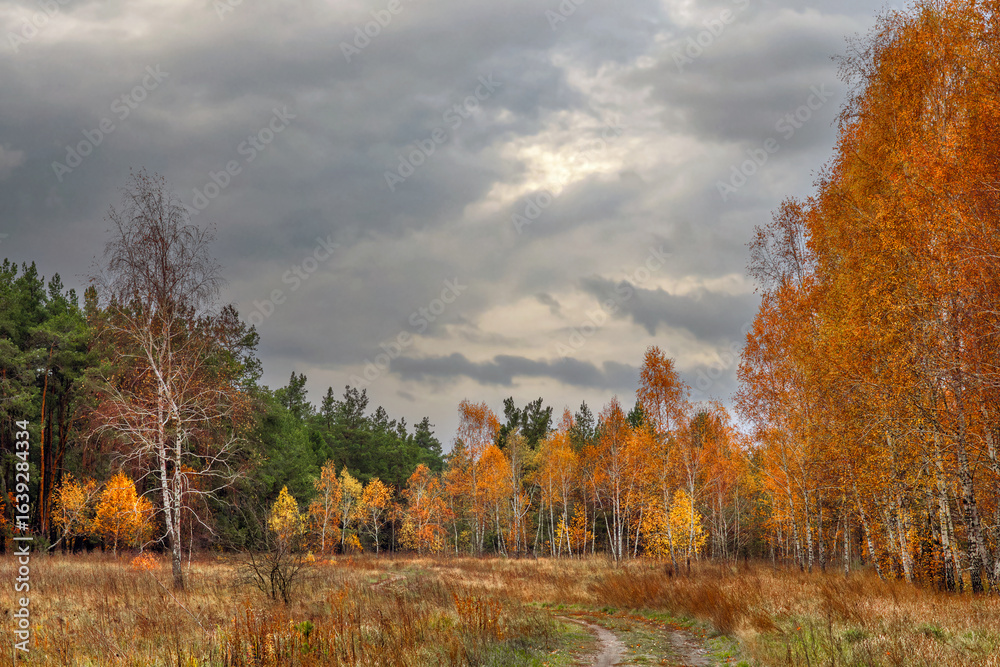 Fototapeta premium Heavy autumn clouds hung over the meadow and the edge of the forest. Autumn colors attract the eye. A pleasant walk in nature.