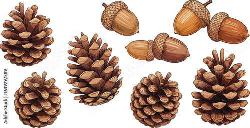 Hand-drawn realistic pine cones and acorns collection, detailed autumn nature elements, fall forest seeds,