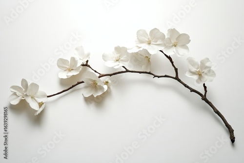 Delicate White Blossoms Adorn a Branch Against a Clean Minimalist Background