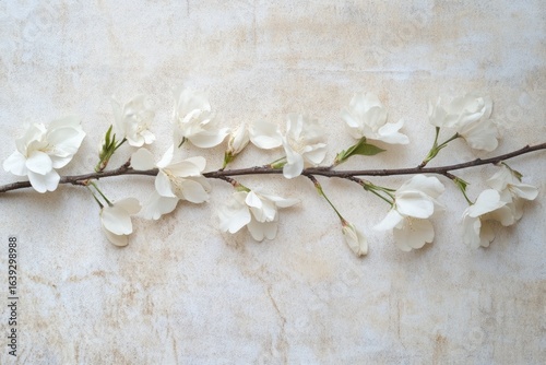 Delicate White Blossoms on a Branch Against a Textured Neutral Background