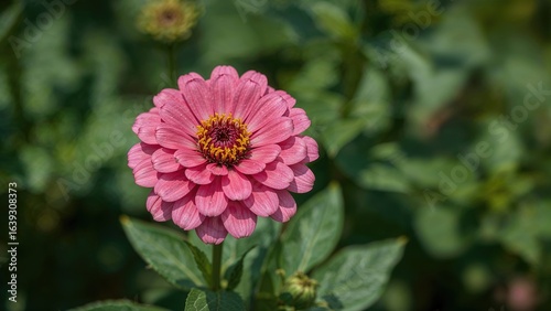 Zinnia flower with two layers of pink petals