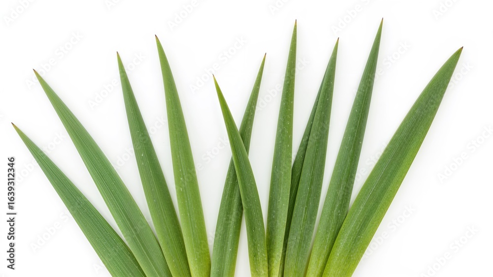 Fototapeta premium Long emerald leaves of spring blossoms displayed on a plain white surface