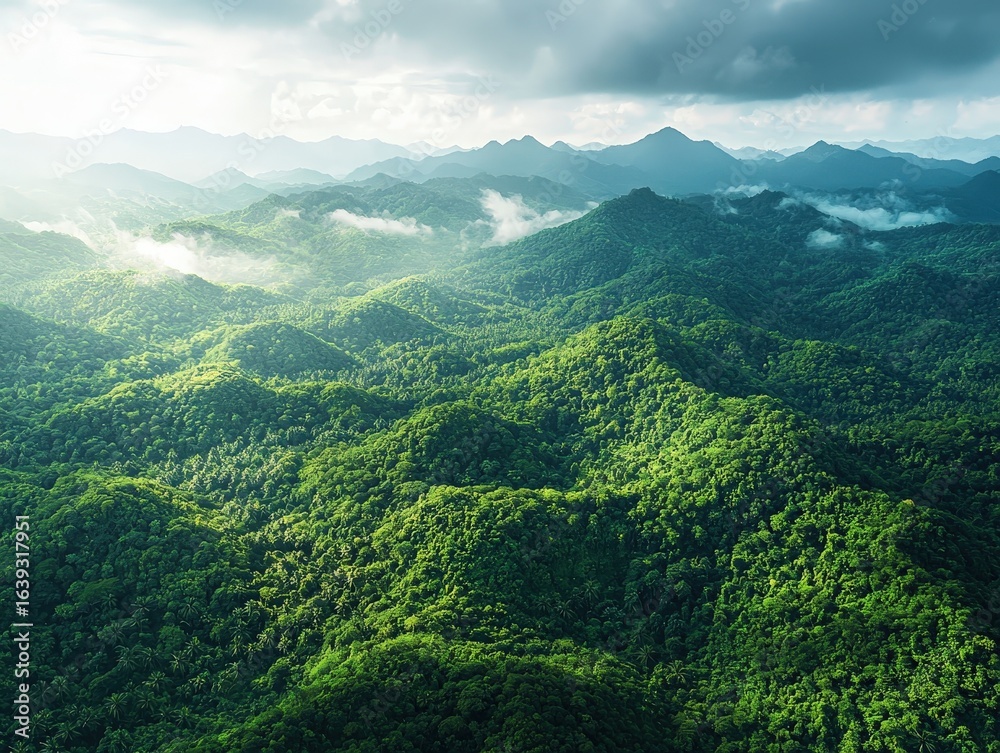 Fototapeta premium Deep tropical jungles of southeast asia in august landscape