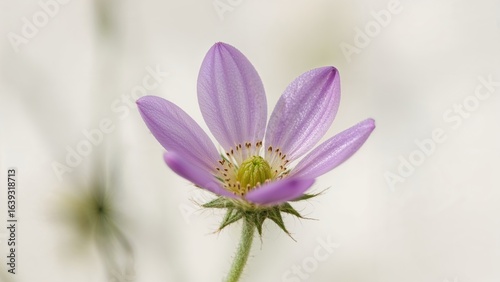 Close-up of Purple Blossom Bornholmmargerite Flower