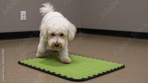 Little white miniature poodle of pure breed taking part in a mental stimulation activity involving food on a snuffle mat at a dog training and boarding center.