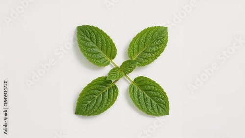 Top-down perspective of four isolated peppermint leaves against a white surface.