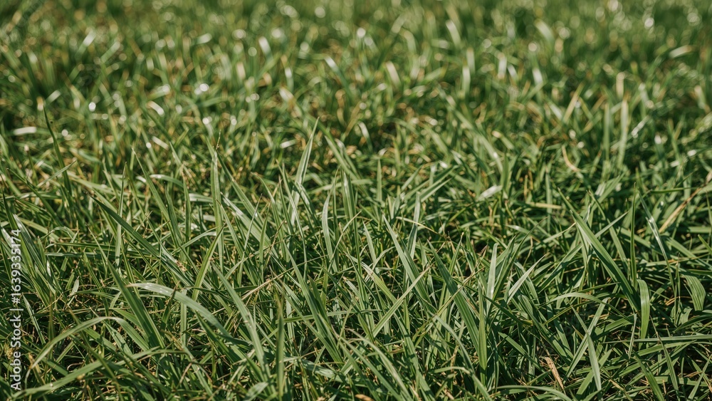 Obraz premium Green meadow surface pattern with fresh grass