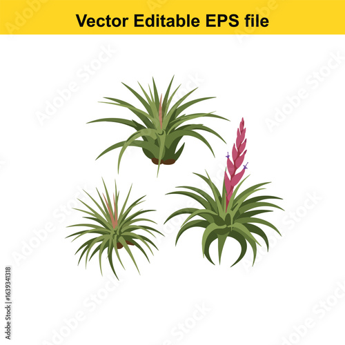 Indoor plant vector art of three air plants, tillandsia, isolated on white background