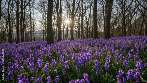 Wallpaper Mural Stunning spring landscape featuring a vibrant Bluebell carpet in a dense forest Torontodigital.ca