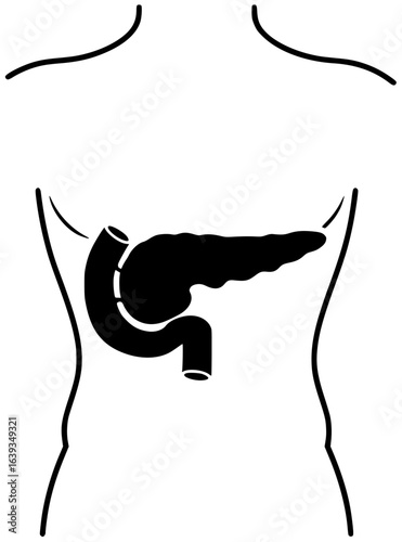 pancreas in human body produces digestive enzymes plays crucial role with metabolism behind stomach as endocrine gland secreting insulin