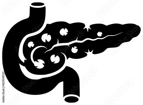 pancreas in human body produces digestive enzymes plays crucial role with metabolism behind stomach as endocrine gland secreting insulin