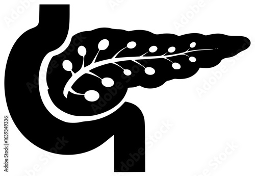 pancreas in human body produces digestive enzymes plays crucial role with metabolism behind stomach as endocrine gland secreting insulin