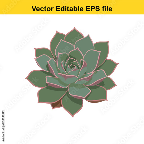 Indoor plant vector art of echeveria succulent plant isolated on white background, vector editable eps file