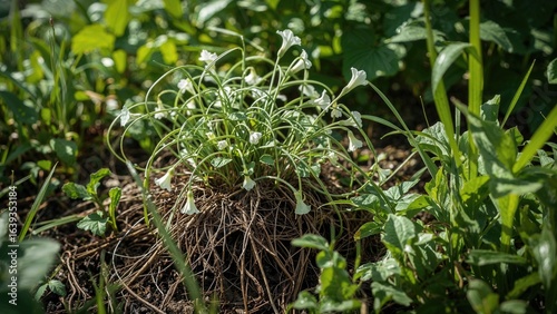 Field bindweed uprooted with roots exposed, a persistent garden weed climbing plants.