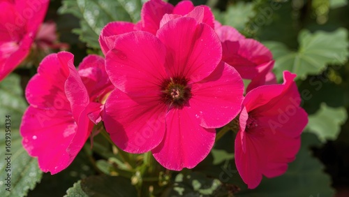 Detailed view of a pink Grandiflora Pelargonium bloom