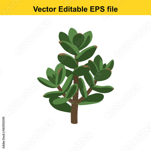 Indoor plant vector art of green jade plant succulent with thick leaves isolated on white background