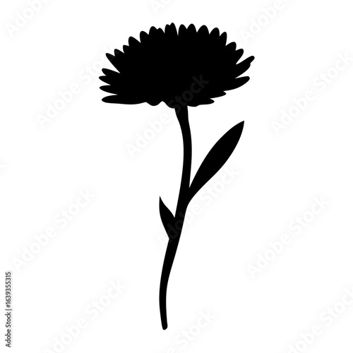 Striking silhouette of a aster flower showing petals, stem and leaf