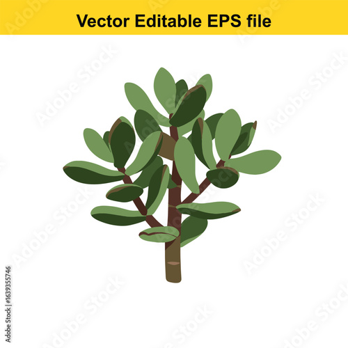 Indoor plant vector art of crassula ovata, commonly known as the jade plant, isolated on white background