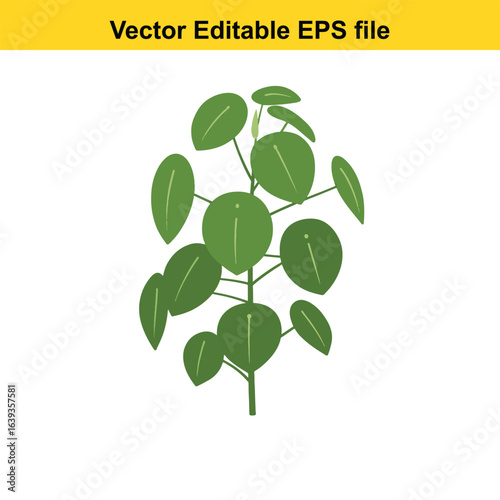 Indoor plant vector art of chinese money plant isolated on white background