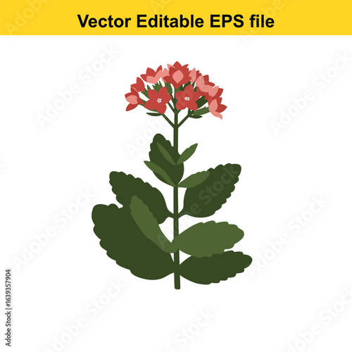 Indoor plant vector art of red flowering plant isolated on white background