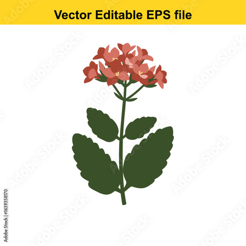 Indoor plant vector art of red flowering plant isolated on white background