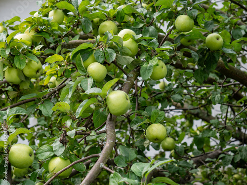 Fresh Green Apples on tree in garden in Natural Sunny day background, Green apples hanging from a trees branch in Natural view