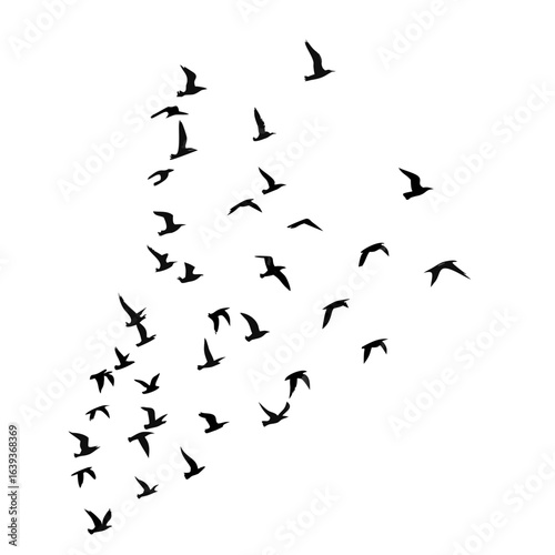 flock of birds