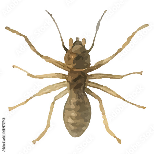 Detailed Illustration of a Brown Spider for Educational Use