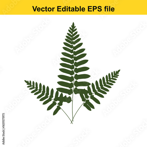 Indoor plant vector art of green fern leaf isolated on white background, vector illustration