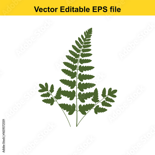 Indoor plant vector art of green fern leaf isolated on white background, vector illustration