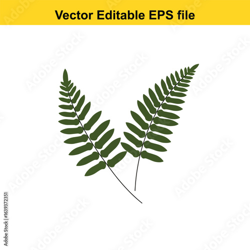 Indoor plant vector art of two green fern leaves isolated on white background, vector illustration