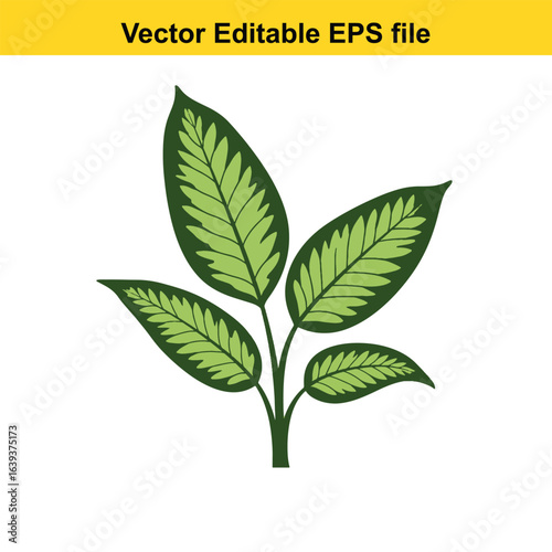 Indoor plant vector art of green plant with patterned leaves isolated on white background