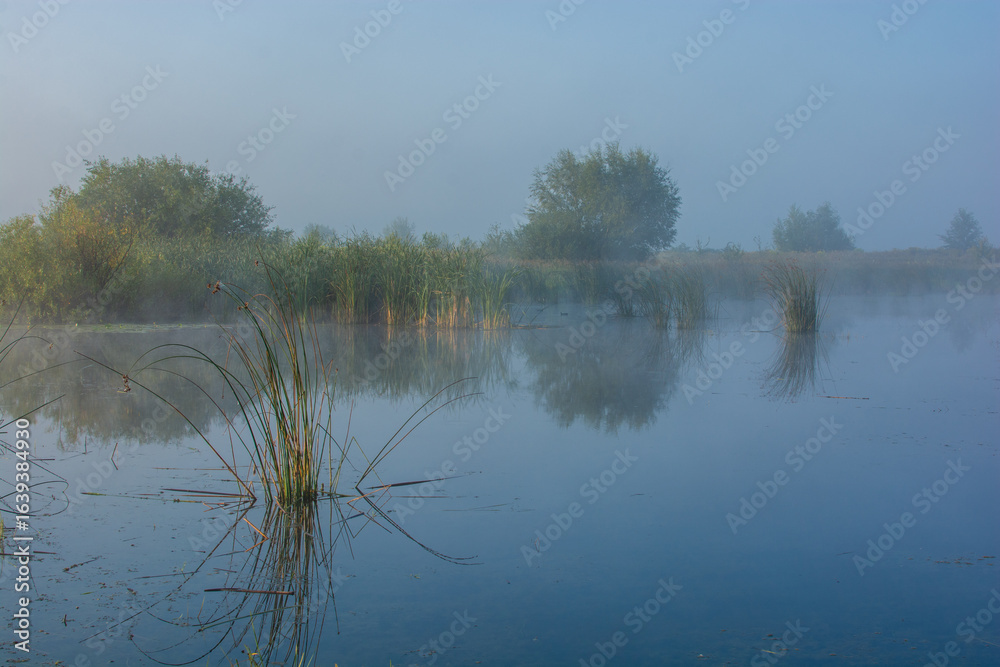 Fototapeta premium reflection of trees in the water