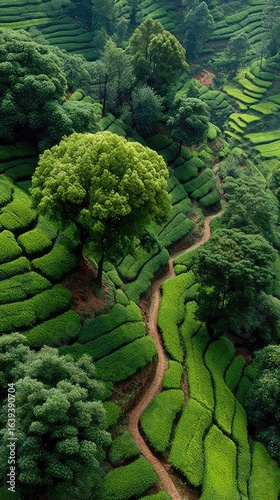 Aerial View of Lush Green Tea Plantation with Winding Path