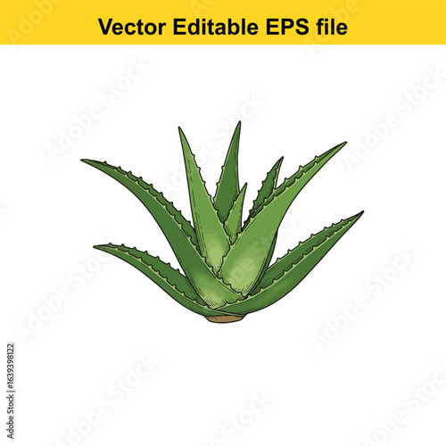 Indoor plant vector art of aloe vera plant with green leaves isolated on white background