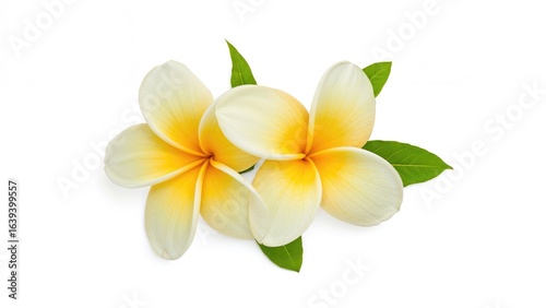 Bird's-eye view of two yellow and white plumeria blooms isolated on white with clipping path