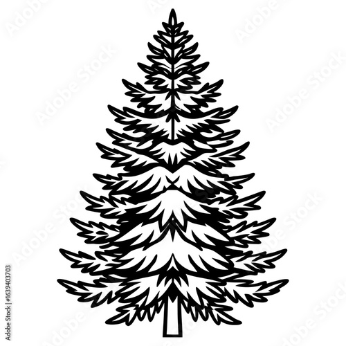 Detailed outline drawing of a pine tree isolated on white background