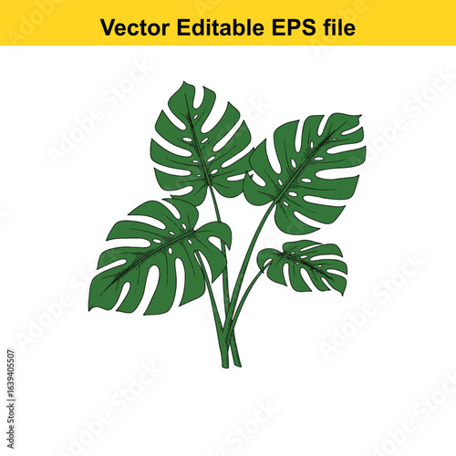 Indoor plant vector art of monstera deliciosa plant leaves isolated on white background