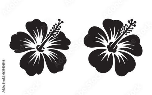 Black hibiscus flowers with detailed stamen and petals floral