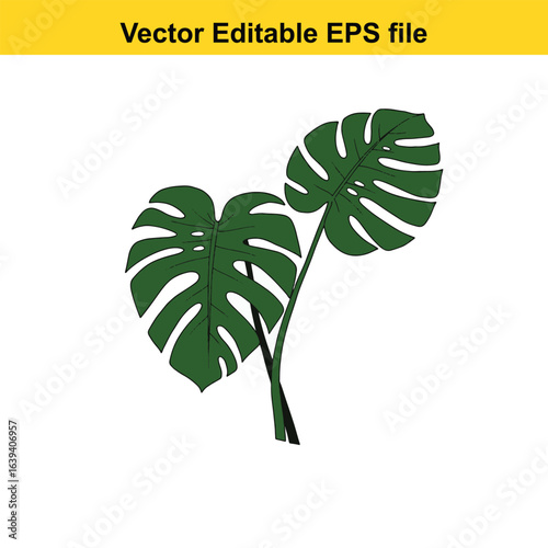 Indoor plant vector art of monstera deliciosa plant with two large green leaves, isolated on white background