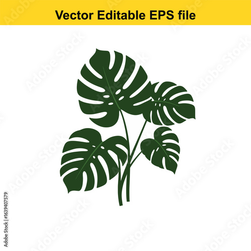 Indoor plant vector art of monstera deliciosa plant with large green leaves isolated on white background