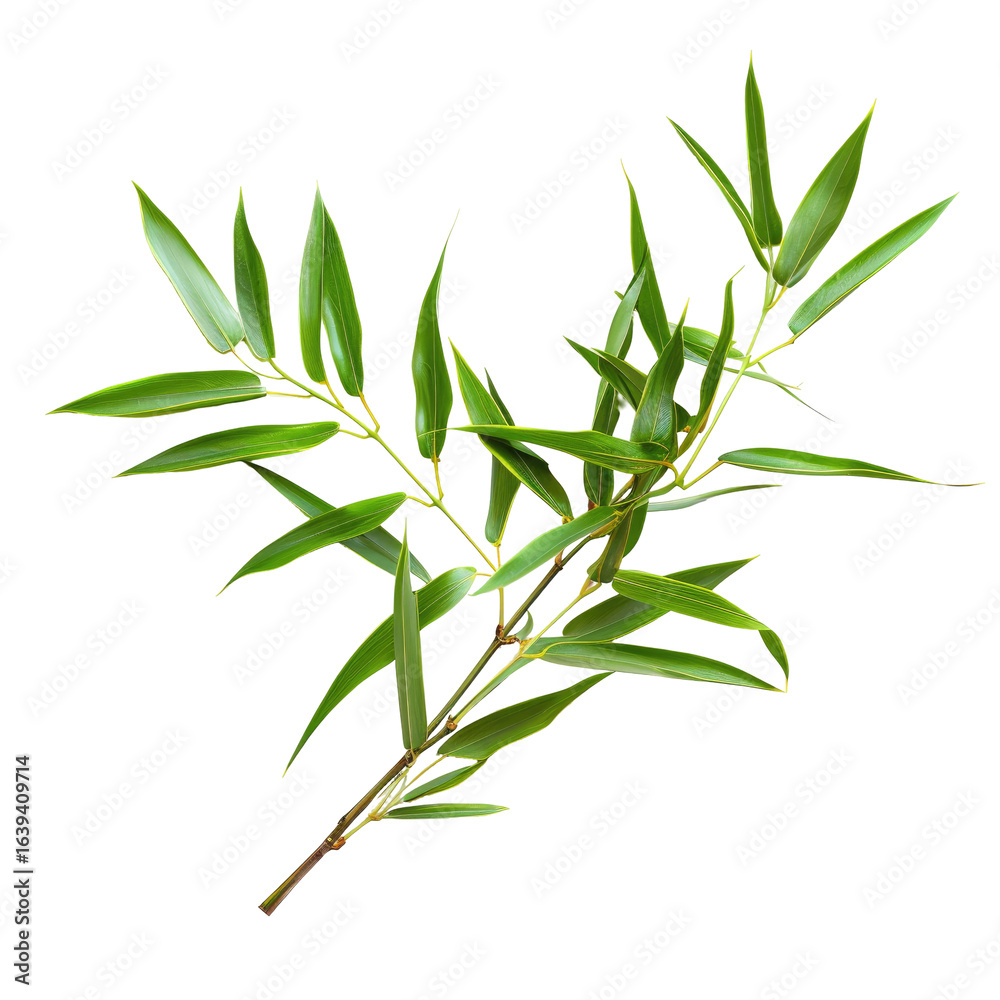 Fototapeta premium Fresh green herb sprig, isolated, white background, culinary use