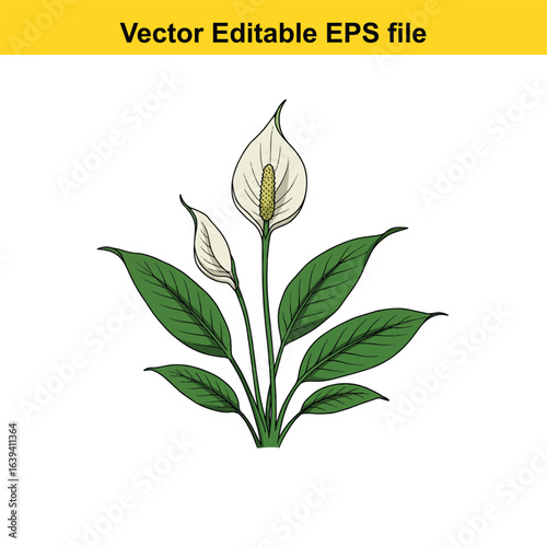 Indoor plant vector art of white peace lily flower with green leaves isolated on white background