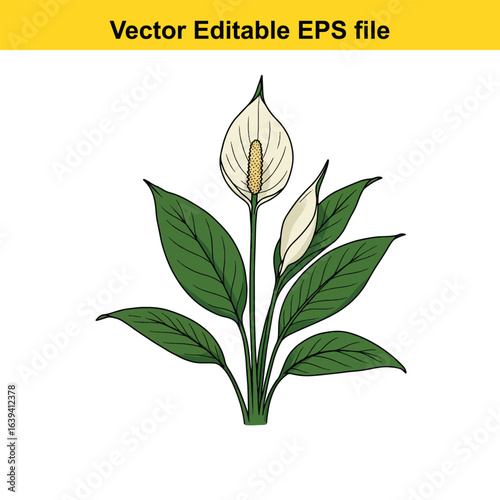 Indoor plant vector art of peace lily flower with green leaves isolated on white background